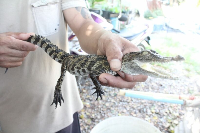 Baby crocodile found in Chalong