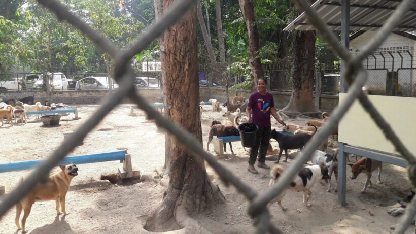 8 million baht budget approved for Government Stray Dog Shelter