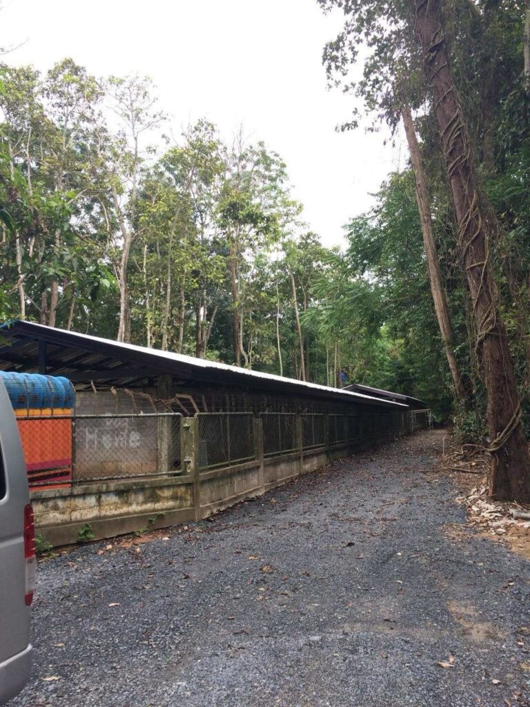 ภูเก็ตเร่งฟื้นฟูบ้านพักพิงสุนัขจรจัด จัดสรรงบกว่า 8 ล้านบาท พร้อมปรับปรุงภูมิทัศน์และสุขอนามัยให้สวยงาม | News by The Thaiger