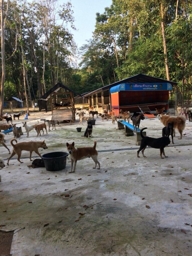ภูเก็ตเร่งฟื้นฟูบ้านพักพิงสุนัขจรจัด จัดสรรงบกว่า 8 ล้านบาท พร้อมปรับปรุงภูมิทัศน์และสุขอนามัยให้สวยงาม | News by The Thaiger