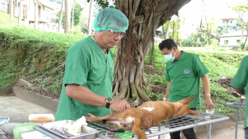 Accelerating Rabies vaccinations in Trang