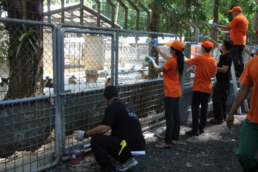 Governor rolls up his sleeves in a clean-up day at Phuket’s stray dog shelter