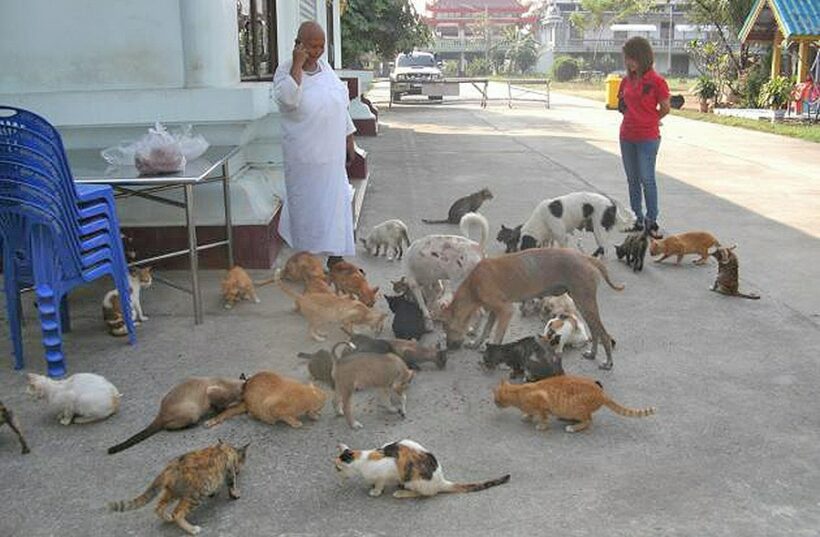 Only a tiny fraction of BKK pets registered as being vaccinated against Rabies