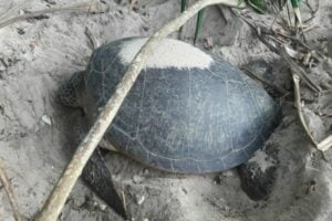 Green sea turtle exhausted after laying eggs | News by Thaiger