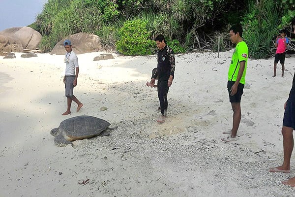 Green sea turtle exhausted after laying eggs