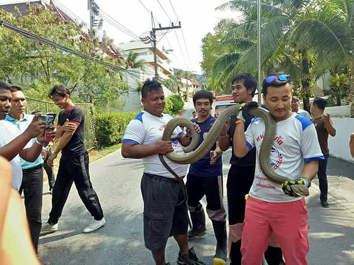 4.5 metre King Cobra captured in Karon