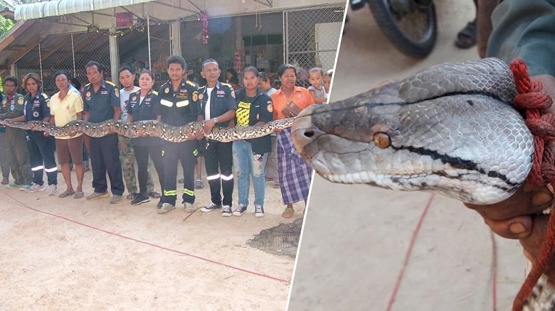 Monster python caught and released in Nakhon Si Thammarat