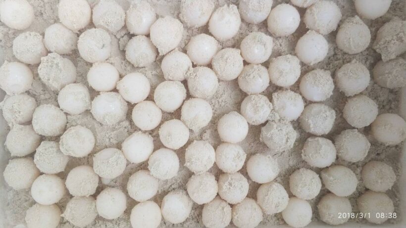 108 turtle eggs found on Lek Beach, Similan