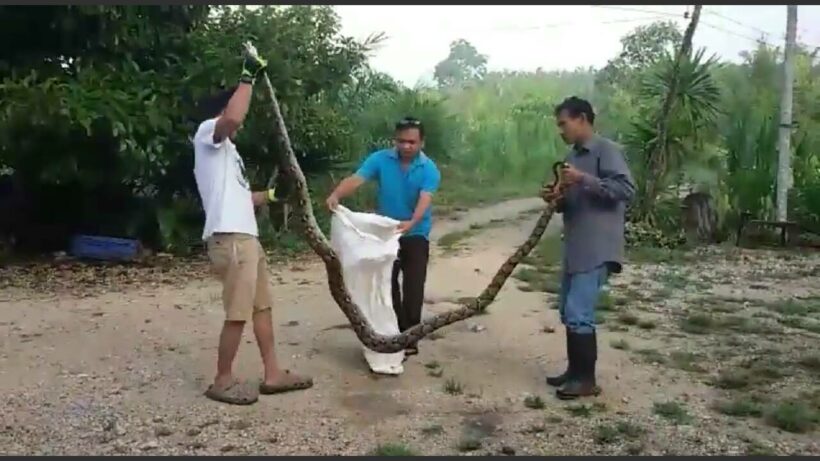 Python found after eating villager’s chickens in Krabi