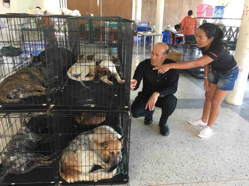 Soi Dog mobile clinic at Nai Harn Lake