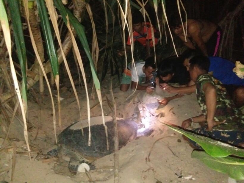 4th set of turtle eggs found on Miang Island, Similan National Park