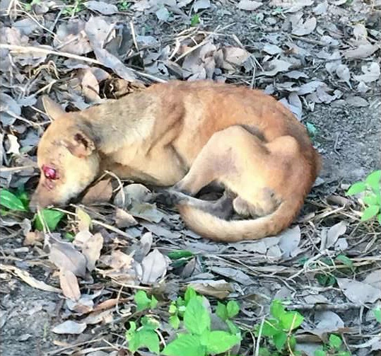 Krabi village declared rabies control zone