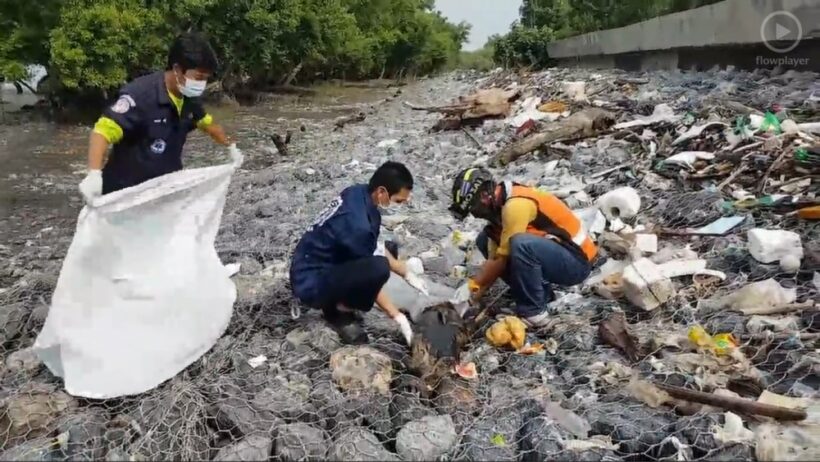 Boat propeller strike suspected death of baby dolphin – Samut Prakan