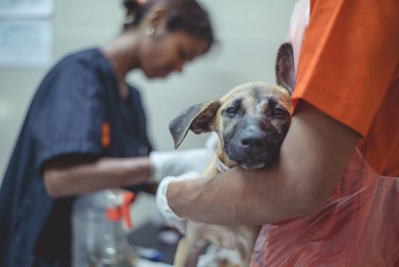 15 year old succumbs to rabies infection in Nong Kai