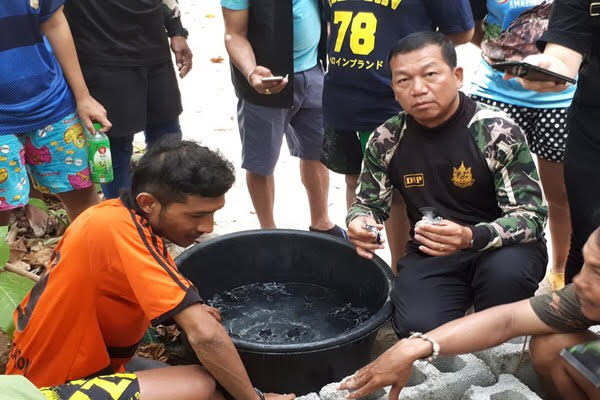 77 baby turtles hatched at Ko Similan