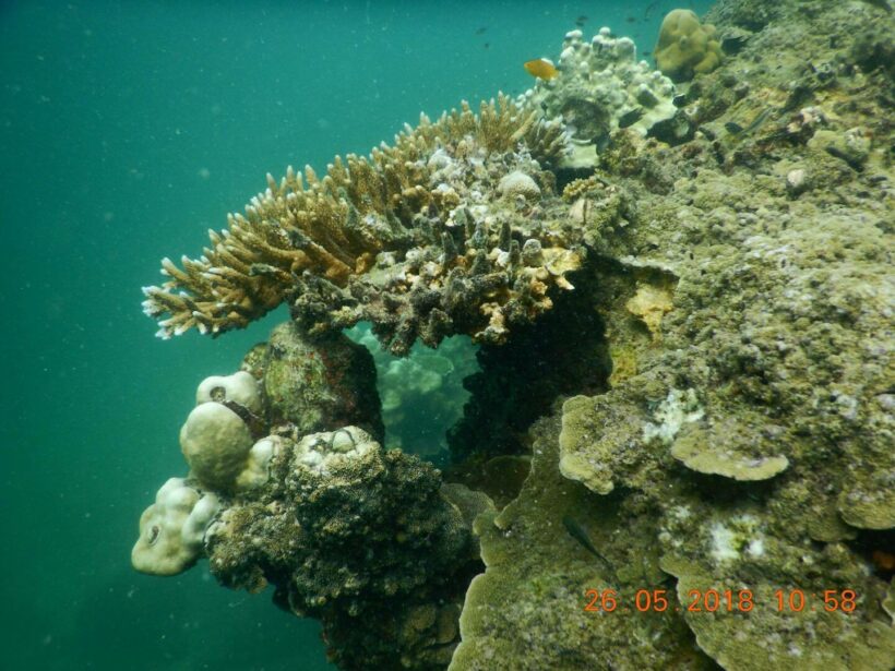 Coral bleaching found off Krabi