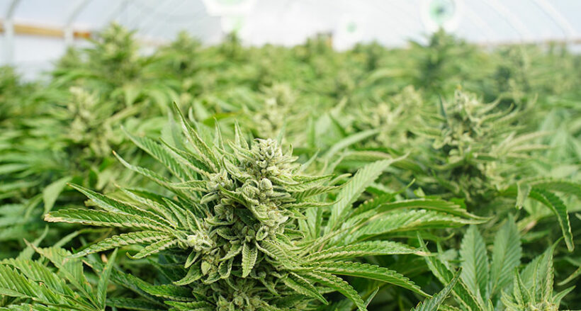 BKK medical marijuana farm under consideration | News by Thaiger