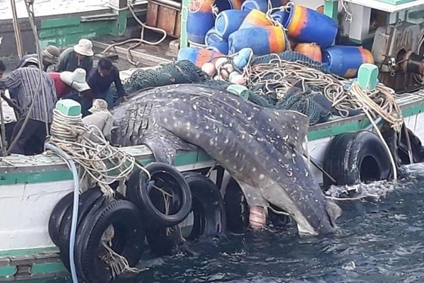 Video of pregnant whale shark caught by fishermen goes viral on social media