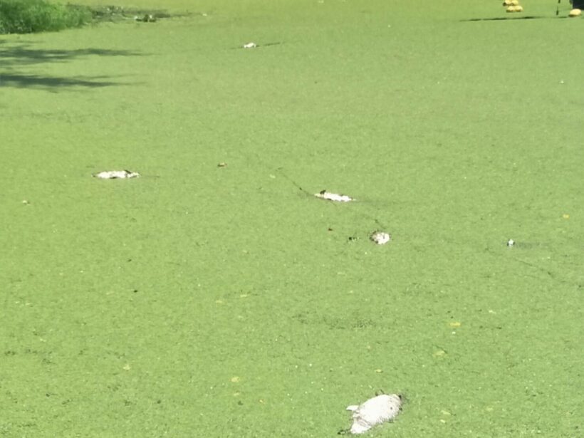 Dead fish found floating at a favourite Krabi public park