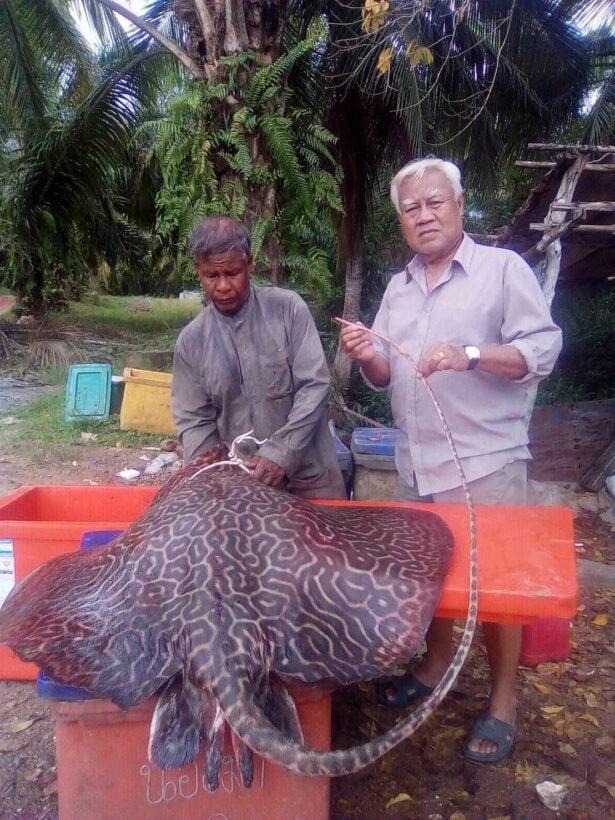 70 kilogram marbled whipray found in Krabi