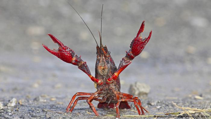 Kanchanaburi man arrested in 25 million baht crayfish scam