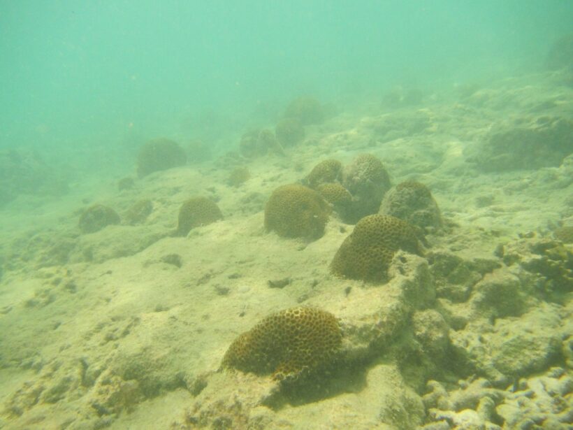 Maya Bay - let the healing begin | News by Thaiger