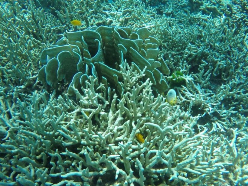 Coral bleaching report, 