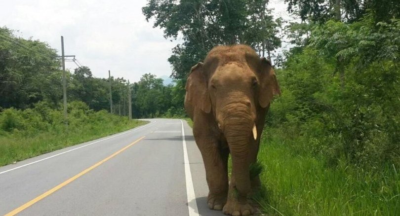 Speaker-equipped drone repels wild elephants