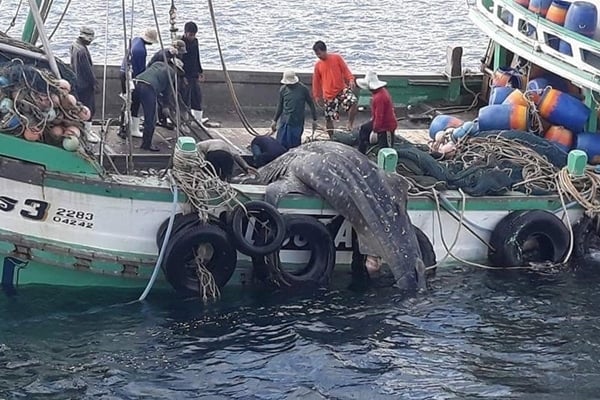 Whale sharks threatened with extinction