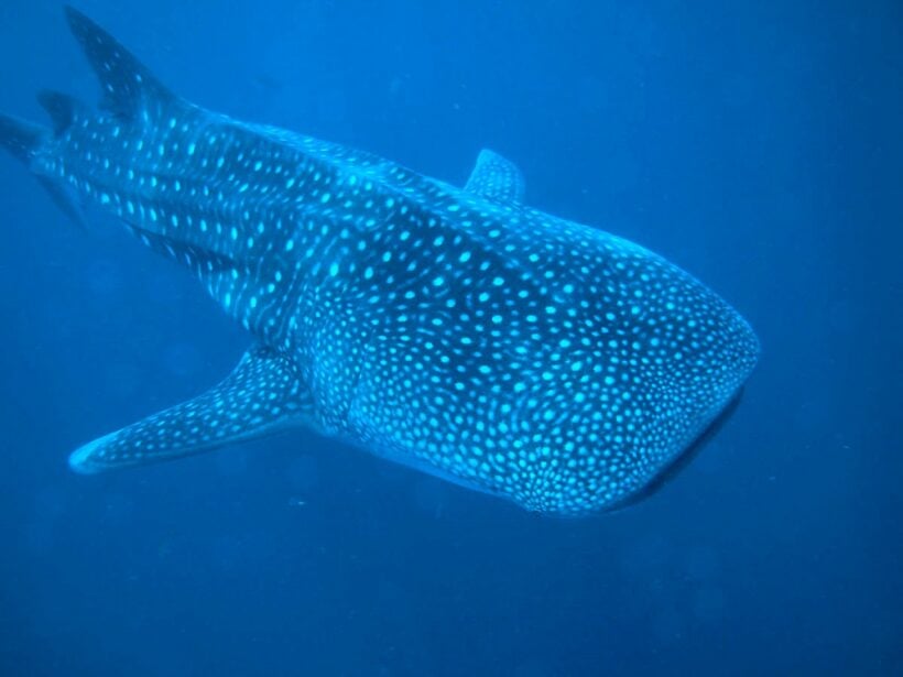 Whale sharks threatened with extinction | News by Thaiger