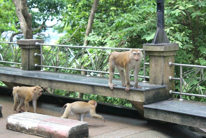 900,000 baht to move ‘some’ monkeys