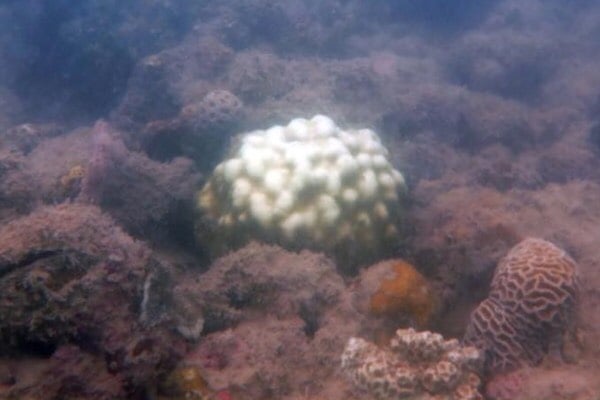 Coral bleaching found off Phuket | News by Thaiger