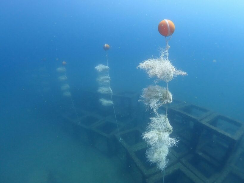 The Andaman's first artificial seaweed installation in Khao Lak | The ...