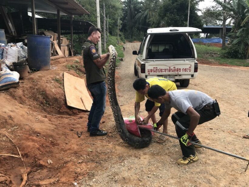 Six metre python released back to the Krabi forest