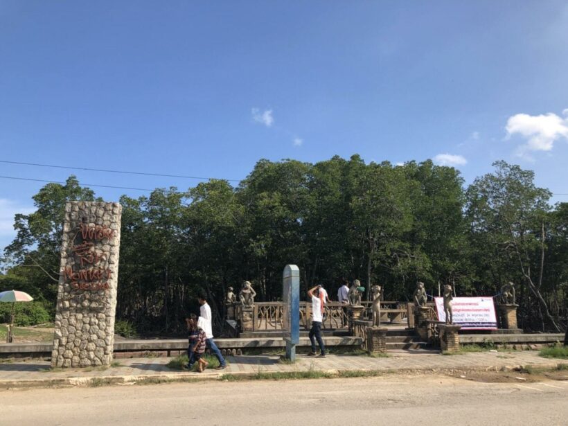 จังหวัดภูเก็ตเร่งแก้ปัญหาลิงแสม – ลิงกัง หลังสร้างปัญหาให้ประชาชนและนักท่องเที่ยว | The Thaiger