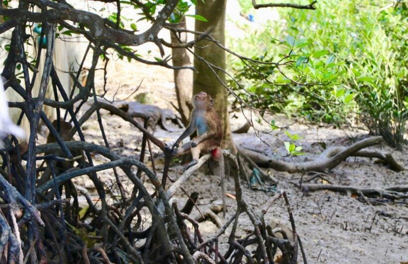 Koh Sirey locals want to keep the monkeys as a tourist attraction