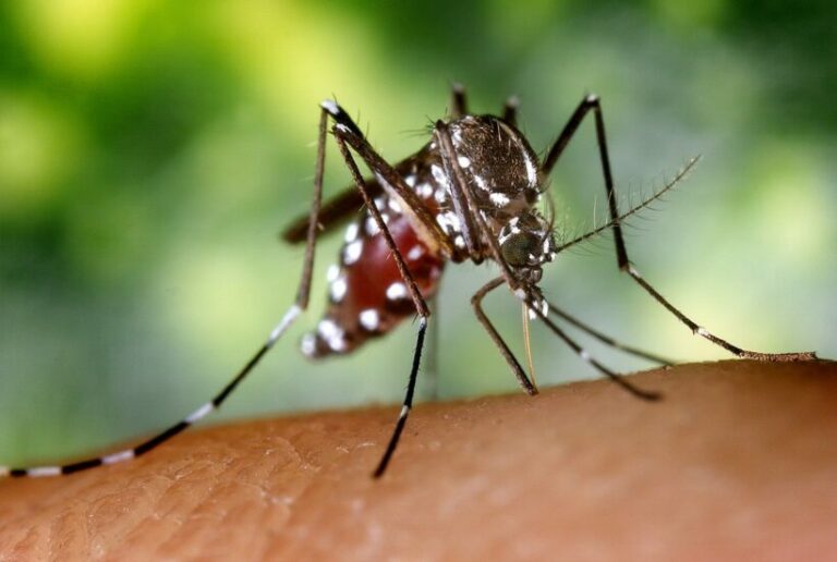 Top 10 ways to avoid getting Dengue Fever | Thaiger