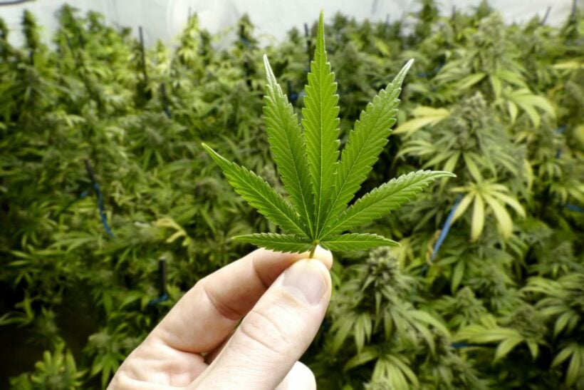 BKK medical marijuana farm under consideration