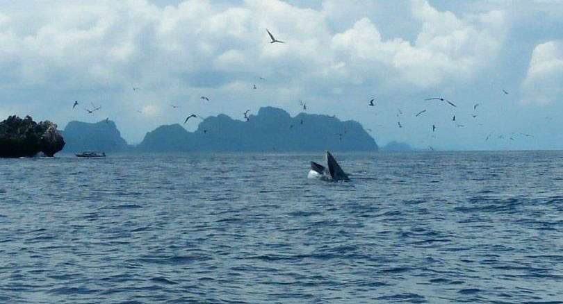 Bryde’s whales thrill tourists off Chumpon coast