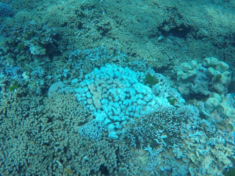 Coral bleaching report, “widespread but minor”.