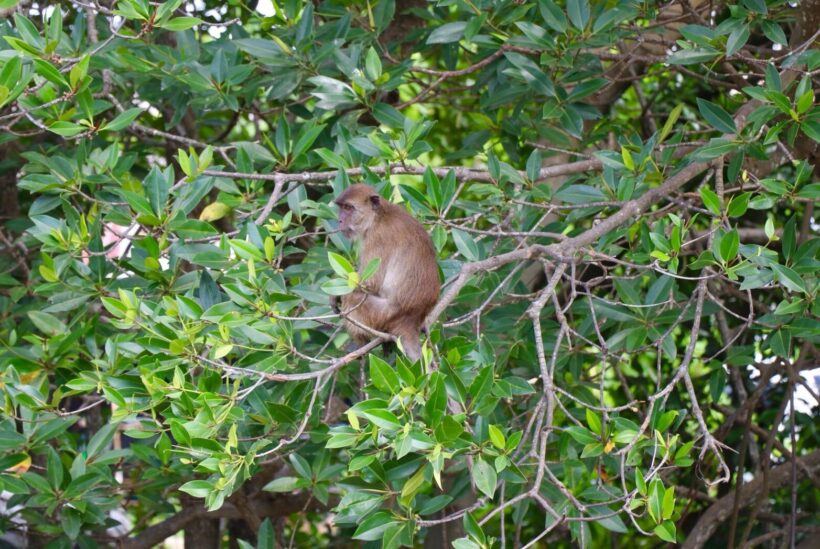 Locals in Rassada agree with monkey birth control and moving to nearby islands