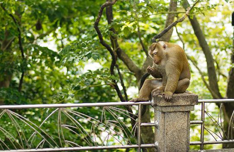 Rang Hill locals want to keep the monkeys as a tourist attraction