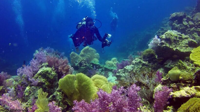 Coral bleaching found off Phuket