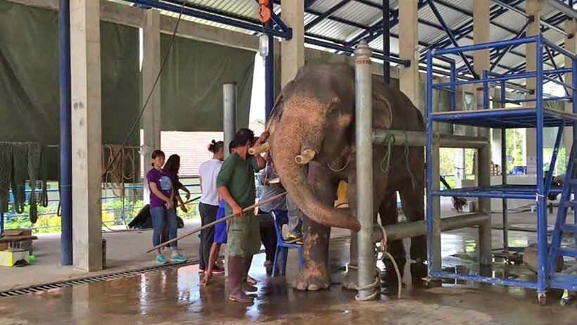 Krabi elephants reporting for treatment at animal hospital