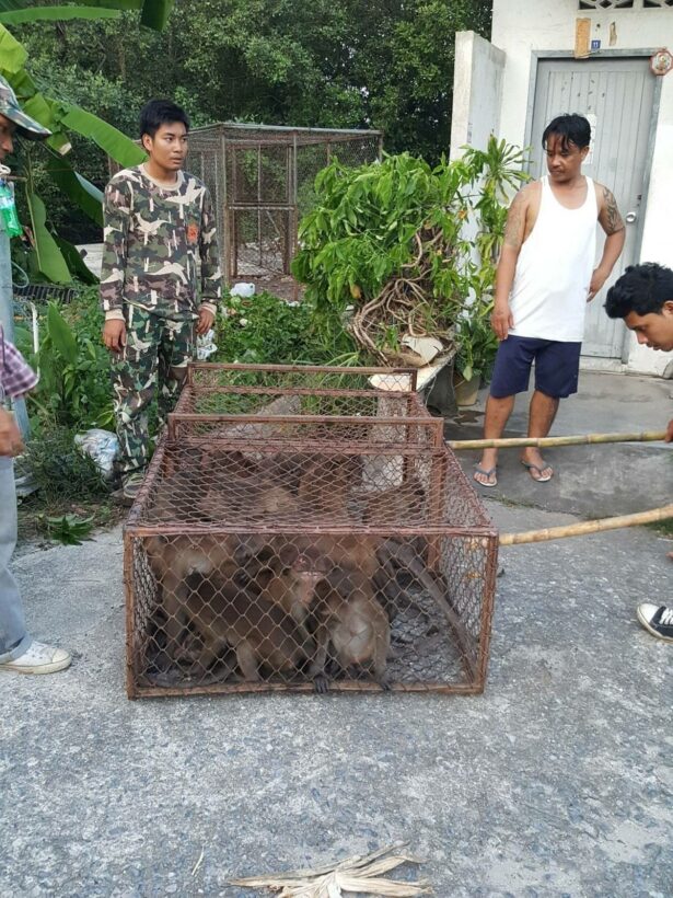 ภารกิจขนเจ้าจ๋อลงเกาะหยุดชะงัก หลังพายุถล่มเข้าภูเก็ต ขณะที่การจับลิงในพื้นที่เพื่อทำหมันยังดำเนินการต่อ | The Thaiger