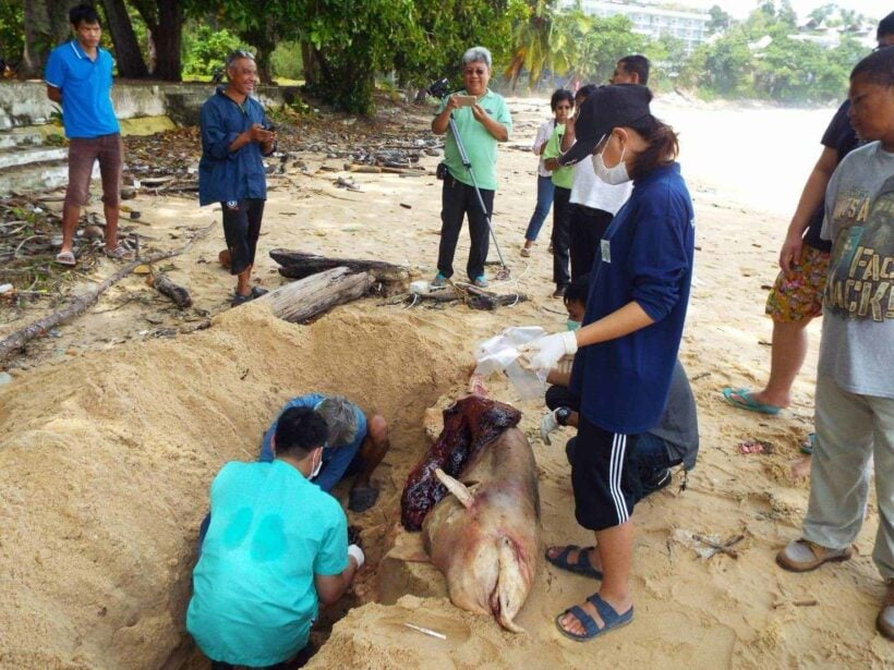 Dead dolphin washed ashore at Surin Beach