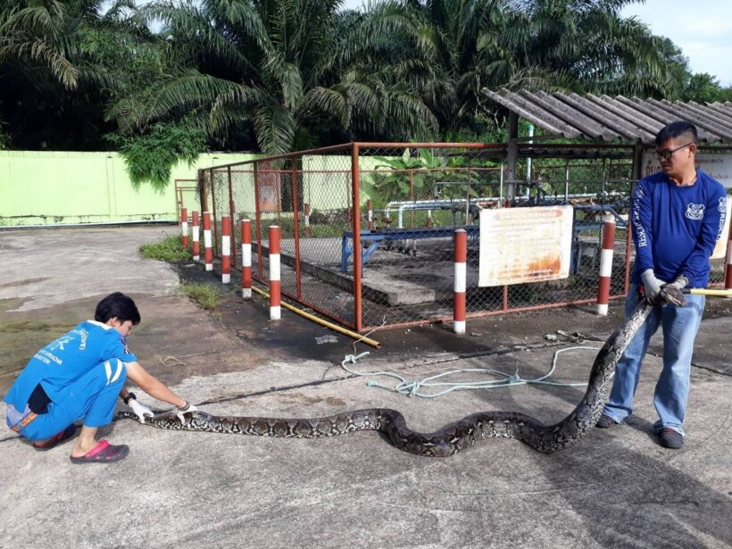 Six metre, duck-eating python caught at a Krabi gas station