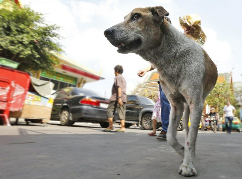 Thailand’s 10th rabies victim dies in Rayong