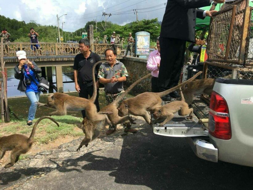 41 more sterilised monkeys released back on Koh Sirey