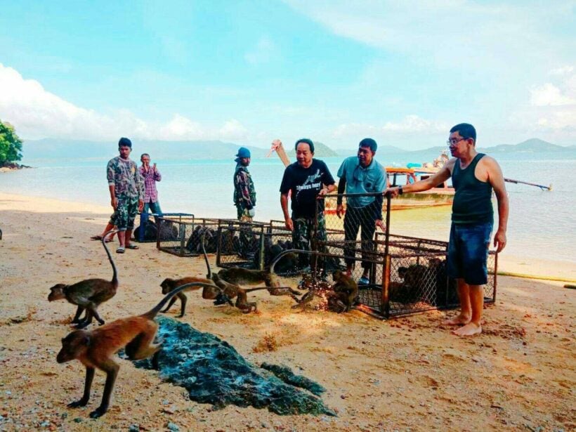 ภูเก็ตสร้างนิคมลิง ส่งจ๋อ 80 ตัว ขึ้นเกาะปายู บรรเทาความเดือดร้อนประชาชน/นักท่องเที่ยว | The Thaiger
